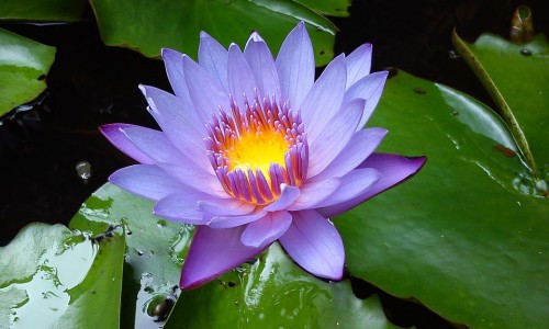 山药与木耳怎么炒-山药和木耳有什么功效网 - 为你提供山药和小米粥的功效与作用、山药和薏米的功效